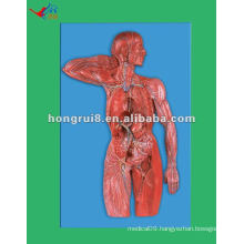 HR/A16011 vivid human anatomical model, lymphatic system model